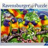 Puzzles Ravensburger | 16815 Land Of The Lorikeet 1000Pc Puzzle